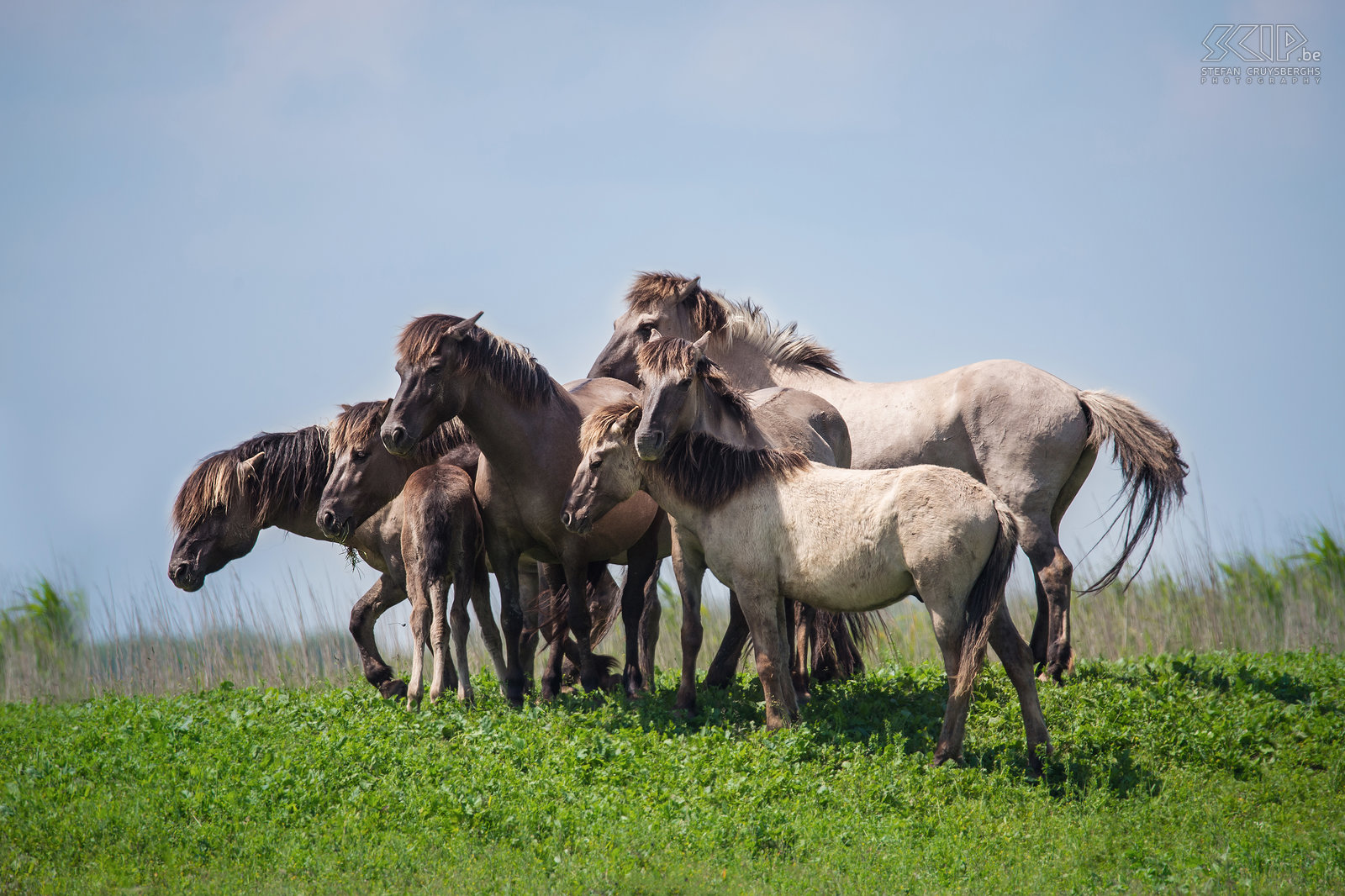 Oostvaardersplassen - Konik horses In the Oostvaardersplassen live about 1100 wild horses, the largest population in Europe. The Konik is originally a Polish and Belarusian small wild horse. They live in large groups with many foals and there is often a lot of interaction and even fights.  Stefan Cruysberghs